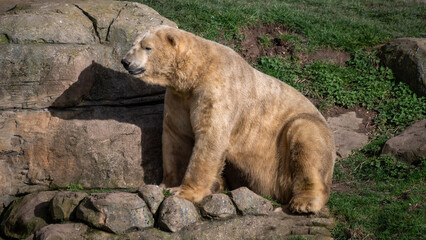 Polar Bear Sitting Near Rocks