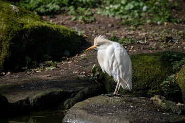 Cattle Egret Hunting for Fish in Water