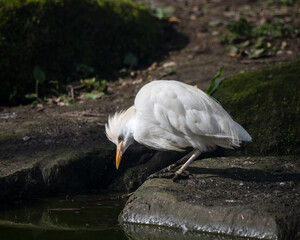 Cattle Egret Hunting for Fish in Water