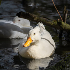 American Peking Duck Floating on Water