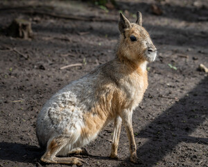 Patagonian Mara Sitting on the Ground