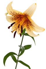 Fototapeta na wymiar Big yellow flower of brindle lily, isolated on white background