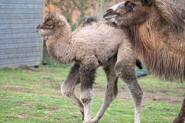 Baby Camel with its Mother
