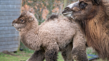 Baby Camel with its Mother