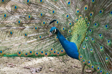 Obraz premium Peacock Tail in Full Display