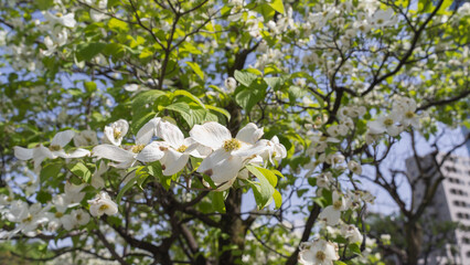 日本の春に咲くハナミズキの花