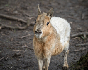 Patagonian Mara Standing on the Ground