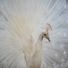 Fototapeta premium White Peacock Tail in Full Display