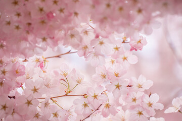 Fototapeta na wymiar Cheery blossom close-up
