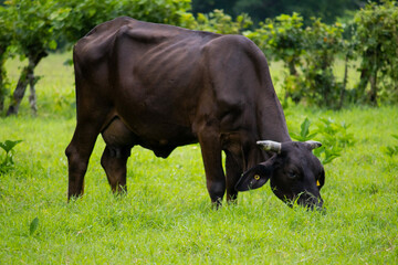 Fototapeta premium vaca 