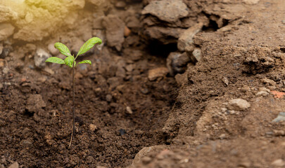 manos de personas plantando un pequeño árbol en el jardín, concepto de agricultura, sostenibilidad, dia del trabajo.