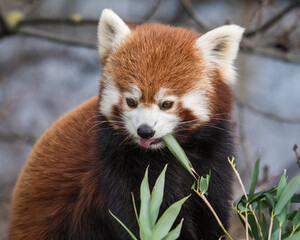 Fototapeta premium Red Panda Feeding on Bamboo Shots