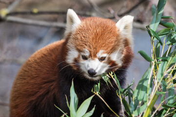 Red Panda Feeding on Bamboo Shots