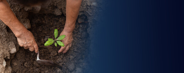 manos de personas plantando un pequeño árbol en el jardín, concepto de agricultura,...