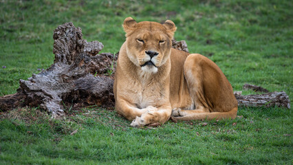 Obraz na płótnie Canvas Female Lion Resting