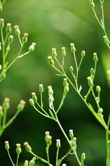Green jelantir (Also called erigeron bonariensis, monyenyen, erigeron linifolius, conyza sumatrensis) with a natural background. Used in herbal medicine