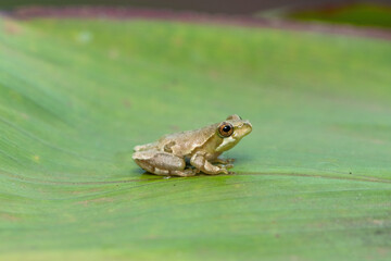Painted reed frog or marbled reed frog (Hyperolius marmoratus)