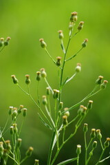 Green jelantir (Also called erigeron bonariensis, monyenyen, erigeron linifolius, conyza sumatrensis) with a natural background. Used in herbal medicine