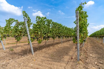 Fototapeta na wymiar Rebstöcken mit blauen Weintrauben an der Mosel - Perfekt für Weinliebhaber und Naturfotografie