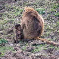 Baby Gelada Monkey Sitting with an Adult