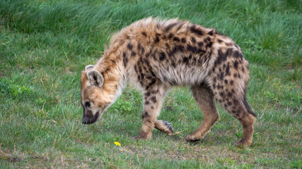 Fototapeta premium Spotted Hyena Walking on Grass