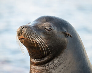 Obraz premium Close Up Californian Sea lion