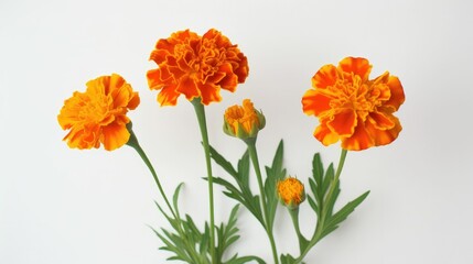 Simple plant sketch in vibrant orange