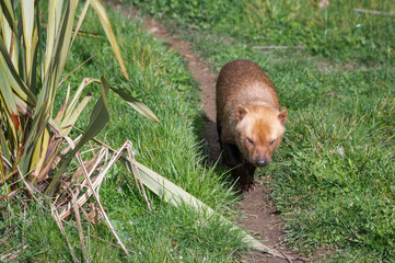 Bush Dog Walking Along a Path