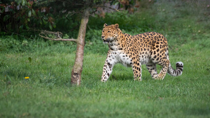 Amur Leopard Walking Among Trees