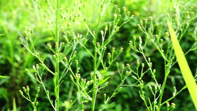 Green jelantir (Also called erigeron bonariensis, monyenyen, erigeron linifolius, conyza sumatrensis) with a natural background. Used in herbal medicine