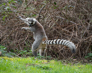 Ring-tailed Lemur Playing in Sunshine