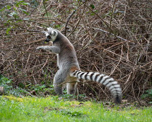 Naklejka na ściany i meble Ring-tailed Lemur Playing in Sunshine