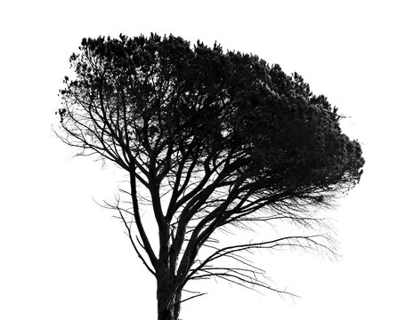 Tree, Monochrome And Png Plant In Black Agriculture Silhouette Of A Forest With Big Branches During Spring. Ecology, Sustainability And A Natural Environment Isolated Or As A Transparent Background