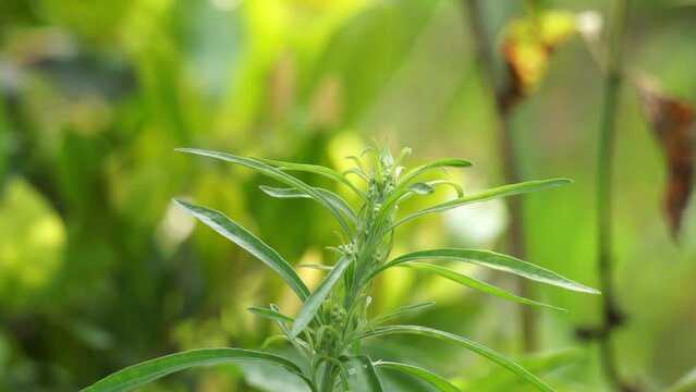 Green jelantir (Also called erigeron bonariensis, monyenyen, erigeron linifolius, conyza sumatrensis) with a natural background. Used in herbal medicine