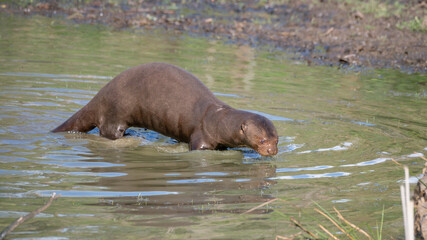 Obraz premium Giant Otter Standing in Shallow Water