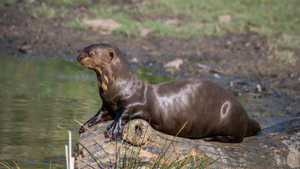 Obraz premium Giant Otter Resting on a Fallen Log