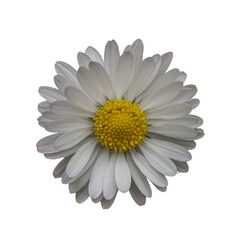 common daisy in detail (cropped, isolated, silhouette)