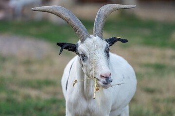 weiße Ziege - Goat - mit Hörnern frontal von vorn fotografiert