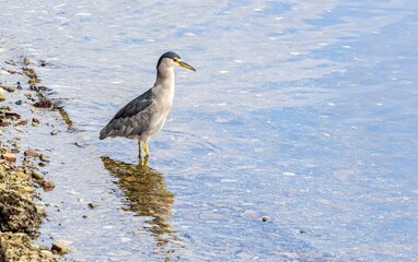 Nachtreiher (Nycticorax nycticorax)  steht auf den Falklandinseln im flachen Wasser