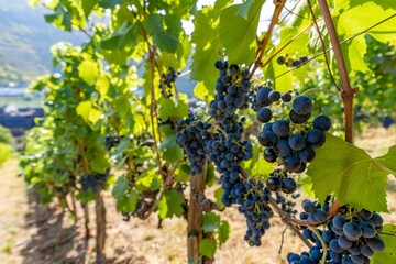 Fototapeta premium Detailaufnahme von blauen Weintrauben an Rebstöcken an der Mosel - Perfekt für Weinliebhaber und Naturfotografie