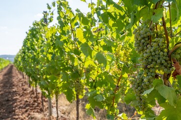 Fototapeta na wymiar Detailaufnahme von grünen Weintrauben an Rebstöcken an der Mosel - Perfekt für Weinliebhaber und Naturfotografie