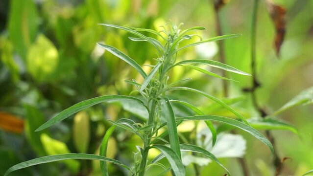 Green jelantir (Also called erigeron bonariensis, monyenyen, erigeron linifolius, conyza sumatrensis) with a natural background. Used in herbal medicine