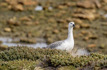 Magellangans (Chloephaga picta) auf den Falklandinseln