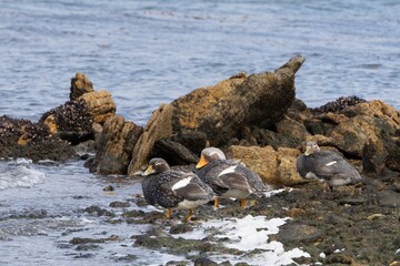 Kelpgans (Chloephaga hybrida) (auch Tanggans genannt) fotografiert auf den Falklandinseln