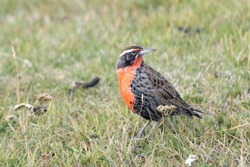 hübscher, kleiner Langschwanz-Soldatenstärling (Sturnella loyca falcklandii) fotografiert auf den Falklandinseln - stehend auf einer grünen Wiese am Boden