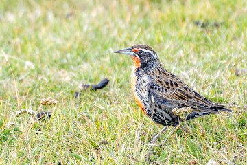 hübscher, kleiner Langschwanz-Soldatenstärling (Sturnella loyca falcklandii) fotografiert auf den Falklandinseln - stehend auf einer grünen Wiese am Boden
