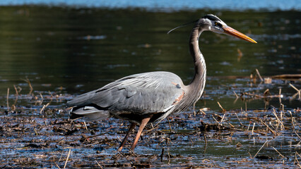 Up Close Great Blue Heron