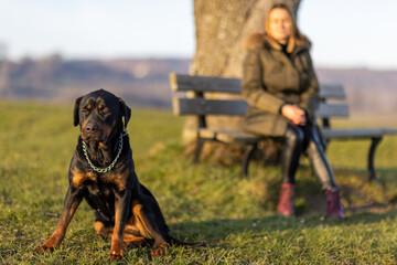 A woman rests on a bench next to her Rottweiler in the bright morning light of the sun
