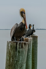 Pelicans Sitting in a Row