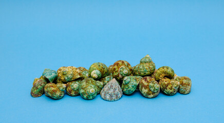 a bunch of seashells on a blue background